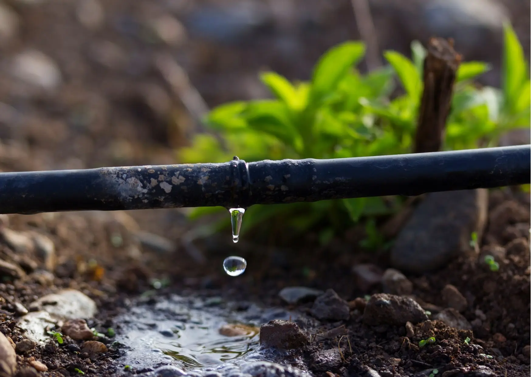 Instalación de sistema de riego automático
